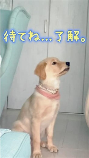 待て＝舌ペロ→一歩後ろ😂ゴールデンパピーあんず🐶Stay = Tongue + Step Back 😂#shorts