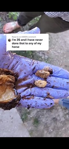 Women Cleaning Horse Sheath: A Guide for Horse Owners