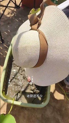 春天種下的蓮藕，收成有點少#挖蓮藕 #盆栽蓮藕 #樓頂小菜園 #種植的樂趣