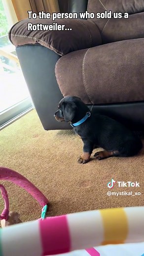 Rottweiler or Dachshund? Meet the Dachshweiler Mix
