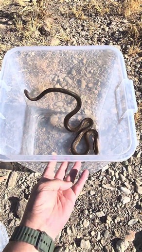 Highly venomous and super fast!