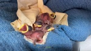 Check out the pint-sized passerines currently in WildCare’s BirdRoom! These hatchling House Sparrows, some of whom were actually in the process of hatching during intake, are our tiniest babies in care. Their nests were brought down during a poorly-timed tree trimming project, so let this be your reminder to “Respect the Nest” and delay all non-emergency tree work until November to help keep wild families together! Deliberately introduced to the east coast of the United States in the mid 1800s a