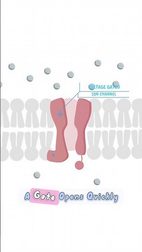 How Do voltage-Gated Channels Work? #shorts #ionchannels