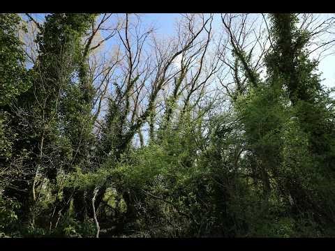Halage Printemps (Diaporama Horizontal 069/480)