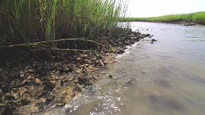 Why are oyster reefs so amazing? Just watch THIS! | Chesapeake Bay Foundation