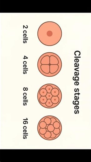 cell division in embryo...💯