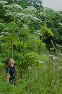 The Wool Aliens - Movie