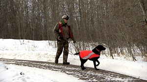 16K views · 70 reactions | An emerging model of coyote control in Alberta aims to make the animals more wary of humans. More: www.cbc.ca/1.4976022 | CBC Edmonton | Facebook