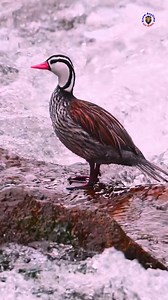 The torrent duck is a remarkable waterfowl native to the fast-flowing, icy rivers of the Andes Mountains in South America. 😳 #torrentduck #naturelovers #wildlife #petcare #birds #viralpage #knowanytime | Know Anytime