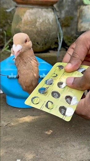 Pigeon Medicine & Care | Educational Awareness Video #pigeoncare #birds #pigeon