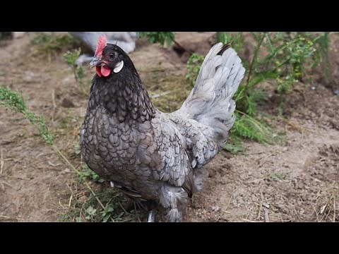 Blue Andalusian Chickens | Blue Feathers White Eggs