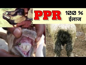 PPR in goats | Treatment | 100 % ईलाज | Goat farming | Dr. Goat