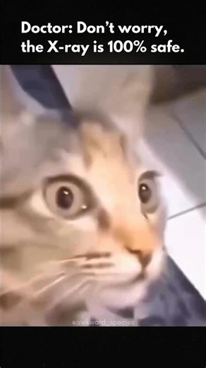 X-Rays Won't Hurt You... Trust Me 🩻🐱