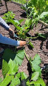 Pruning squash - gardening tips removing lower leaves for a healthy plant #gardentips #gardeningtips #squash #garden | Kabsat
