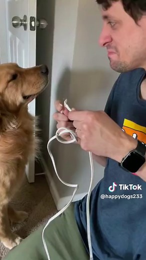 Hilarious Guilty Dog Moments That Will Make You Laugh