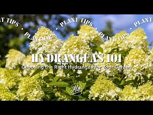 Hydrangeas 101: Choosing the Right Hydrangea for Your Garden