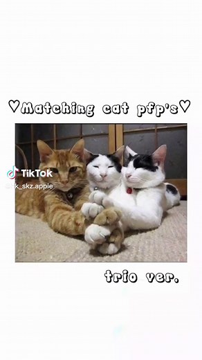 Cute Cat Trio Matching PFP Ideas