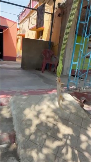 Green Tree Snake vs Lizard Rescue #reels