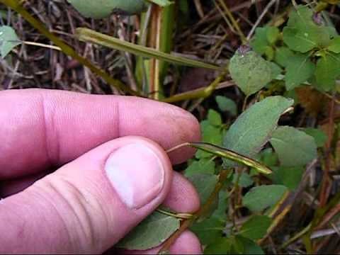 Orange jewelweed/Spotted touch-me-not seed capsules exploding