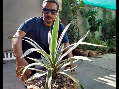 How to grow, plant & care for AGAVE ANGUSTIFOLIA ( agave vivipara )( variegated Caribbean agave )