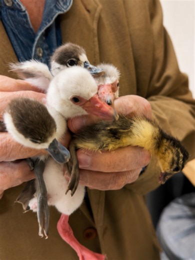 Nacimiento de flamencos en Zoo de Santillana: cría recién nacida
