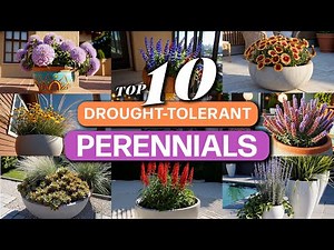 Top 10 Drought-Tolerant Perennials for Containers | Full Sun Favorites for Summer