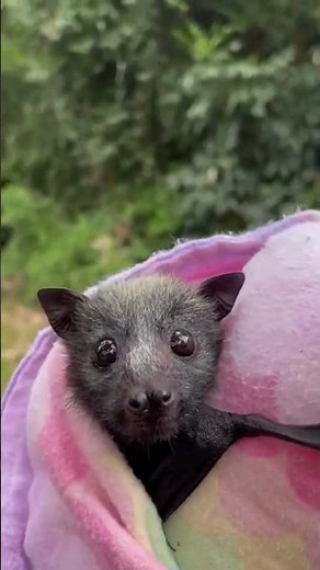 Wing-derful news for our flying fox friends. (See description)