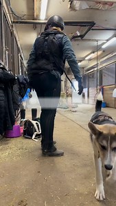 The Athletic Full Chaps! Expertly engineered for the equestrian athlete. Compression fabric to help with muscle fatigue, perforated to promote airflow and moisture wicking to keep you dry and comfortable. ⭐️ Wide range of 35 sizes to fit all equestrians ⭐️ Premium waterproof buttery soft leather ⭐️ Breathable stretchy lining, compressive & moisture wicking ⭐️ Super resistant locking Zipper that never unzips ⭐️ Ultimate comfort with no break-in period ⭐️ Machine washable #chaps #fullchaps #halfch