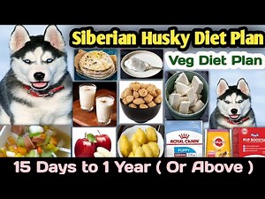 Siberian husky diet plan || Veg diet plan of Siberian Husky || Husky diet plan || Husky Diet Chart
