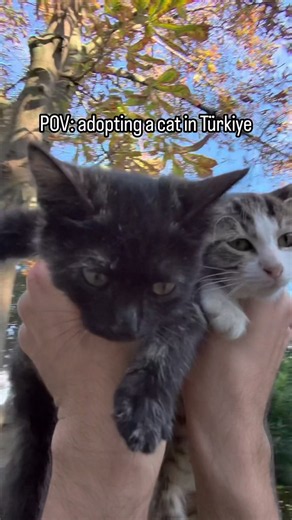 POV: how to adopt a cat in Istanbul (visual guide) 🤗 | istanbul cats
