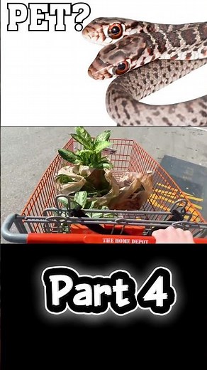 I got pet two headed snake.. #terragreen #snake #snakevideo