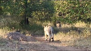 Majete Wildlife Reserve's lion population is truly flourishing! 🦁 Check out this recent video captured during one of our exhilarating game drives. Can you believe that up until 2012, Majete had no lions at all? Fast forward to 2024, and we're thrilled to report over 60 lions roaming free. It's an incredible conservation success story in motion and we are thrilled to be part of it! You can experience this and more when you visit Mkulumadzi Lodge 🎥 Johan von Backstrom #MajeteLions #ConservationS
