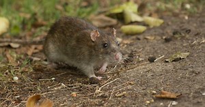 Se dirige-t-on vers une invasion massive de rats dans les villes? La réponse des scientifiques