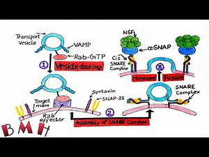 Vesicle Fusion And Vesicle Docking | SNARE Proteins | Vesicle Formation And Fusion Part 3|