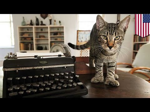 Cats survive Hurricane Irma: Hemingway's six-toed felines survive storm with toes intact - TomoNews