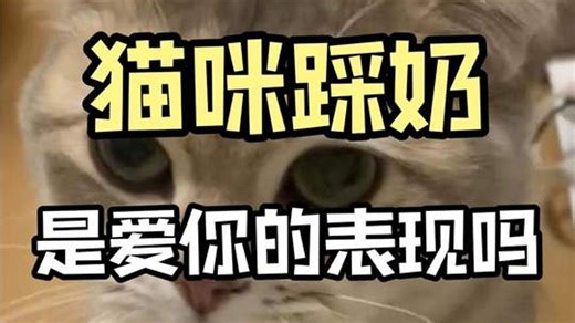 猫咪踩奶是爱你的表现吗？