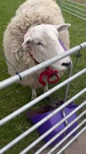 The crying sheep🐏#pets #animals #zoo #cuteanimals #funny#vomedy #tiktok#roblox #cutecat #pet#ty