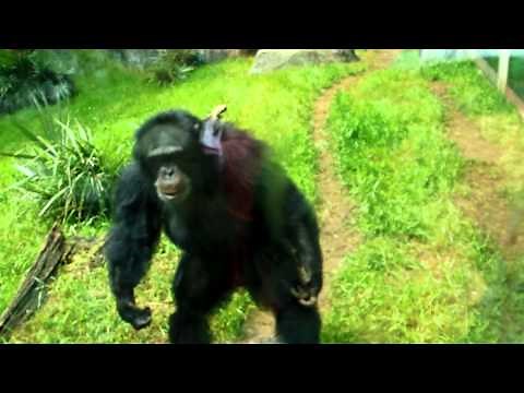 chimp gone mad