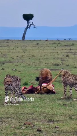 Predator captures prey in thrilling Mara wild hunt