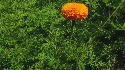 Flowers in Caka Garden