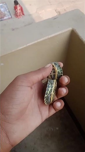 red dard slider turtle #army #attitude #armylover #specialforces #commando #redearedsliderturtle