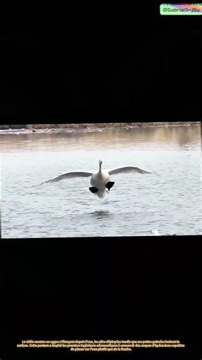 Décollages sur l'eau : comment les oiseaux ont appris aux humains à atterrir sur l'eau