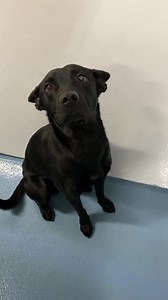 5.1K views · 189 reactions | My what big ears you have! Koda-Du is...