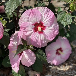 Hibiscus SUMMERIFIC® 'Spinderella' – Garden Crossings