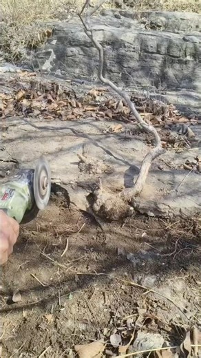 Bonsai tree growing out of a rock #bonsai #bonsaimini #bonsaitree