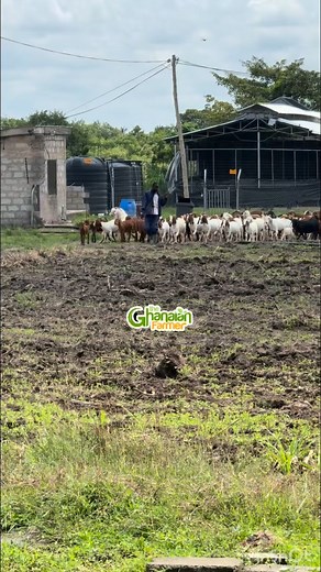 29K views · 696 reactions | Brooooo, Ghana spends millions of dollars  to import goat meat into the country. Why haven’t you joined the million-dollar industry yet  | The Ghanaian Farmer | Facebook