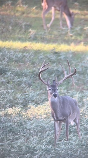 Can you see the buck fever shakes | D-Tex Whitetails