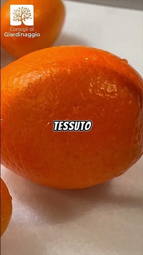 🍊 Mandarino Cinese: Agrume Ornamentale da Casa 🌞 || #calamondino #giardinaggio