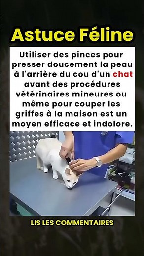 Comment calmer un chat pour des procédures vétérinaires mineures 🐱