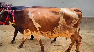 Janwar Point on Reels